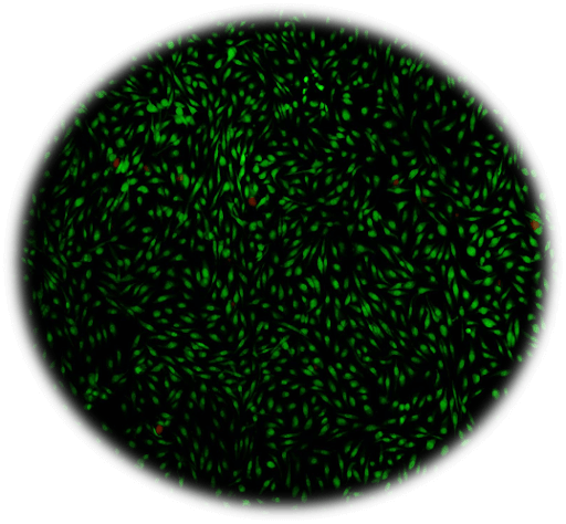 cell harvesting