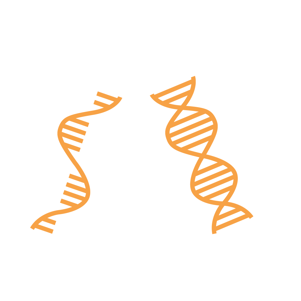 Nucleic-Acid-WF (1)