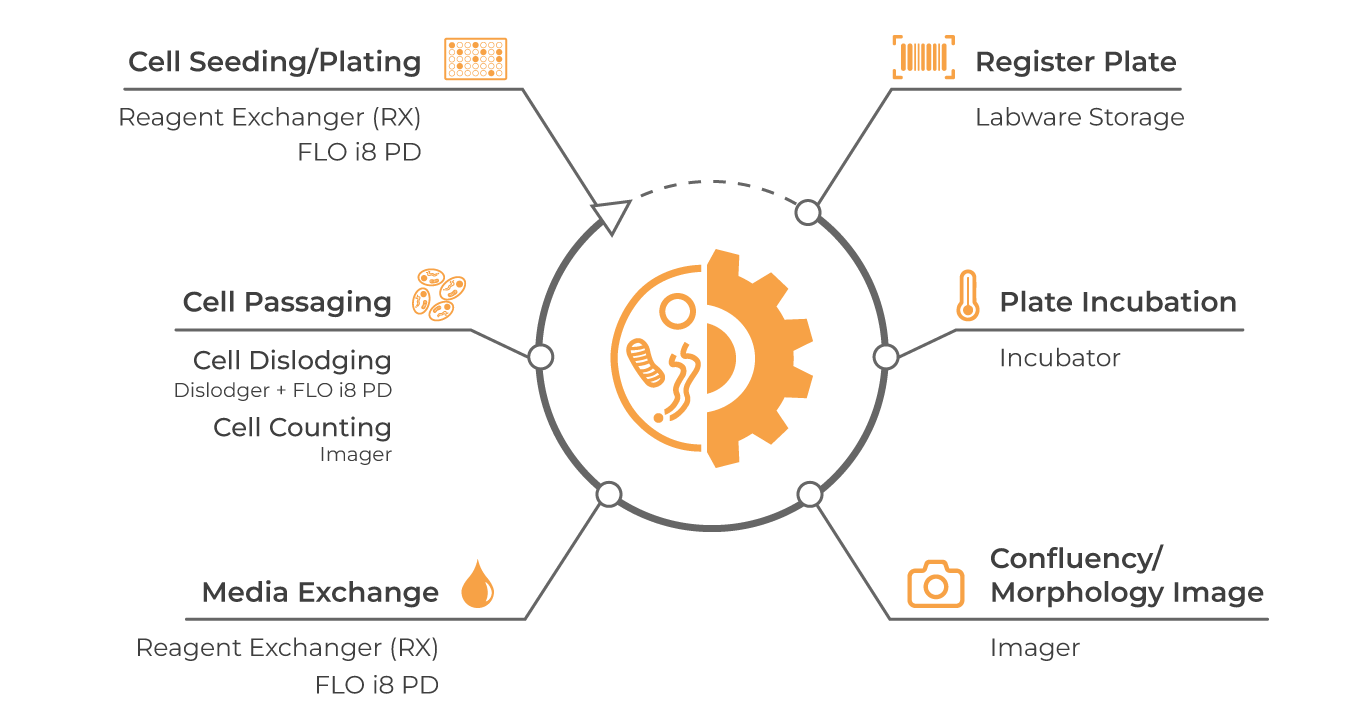 hiPSCs Workflows