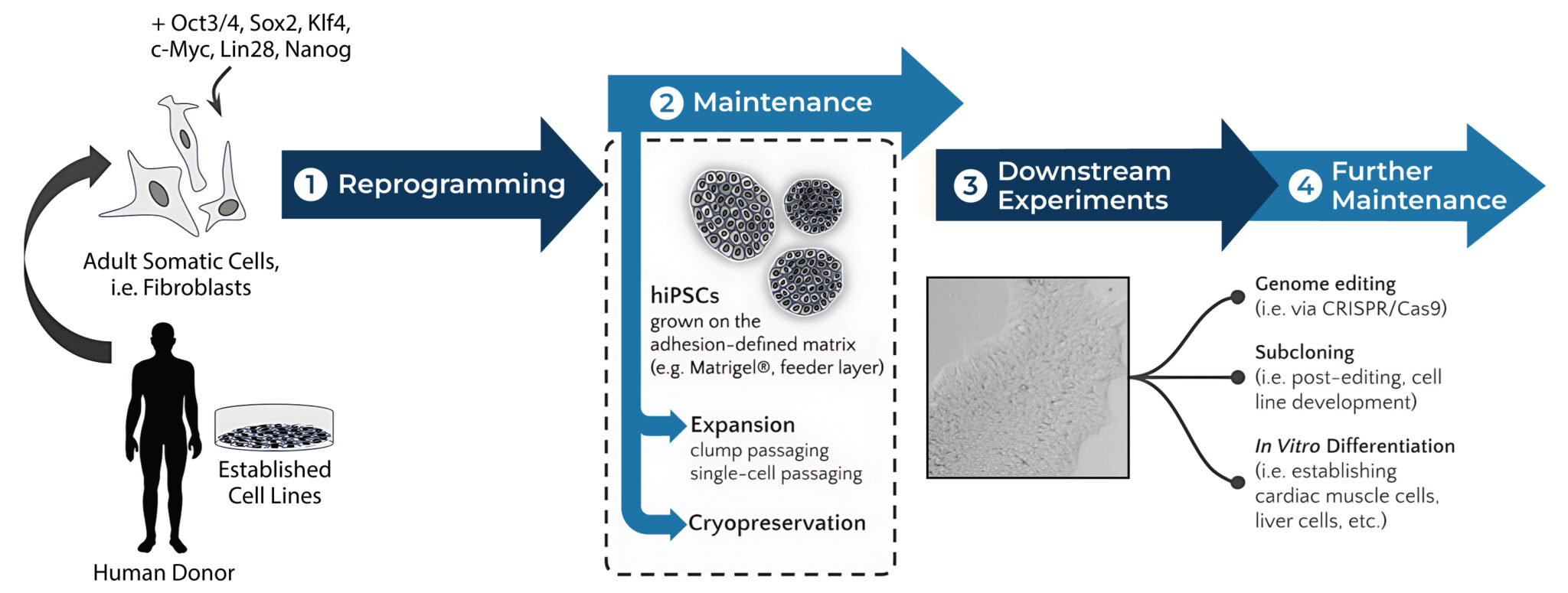 hiPSCs workflows