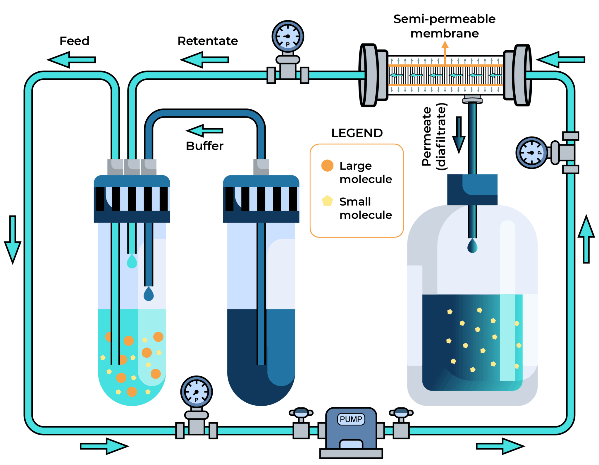 Tangential flow filtration diagram showing sample flowing parallel to membrane surface, with small-molecule impurities passing through as permeate while bioconjugate is retained and recirculated