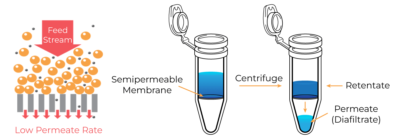 Dead-end filtration diagram showing sample forced directly against membrane under centrifugal pressure, causing pore blocking and aggregation risk.
