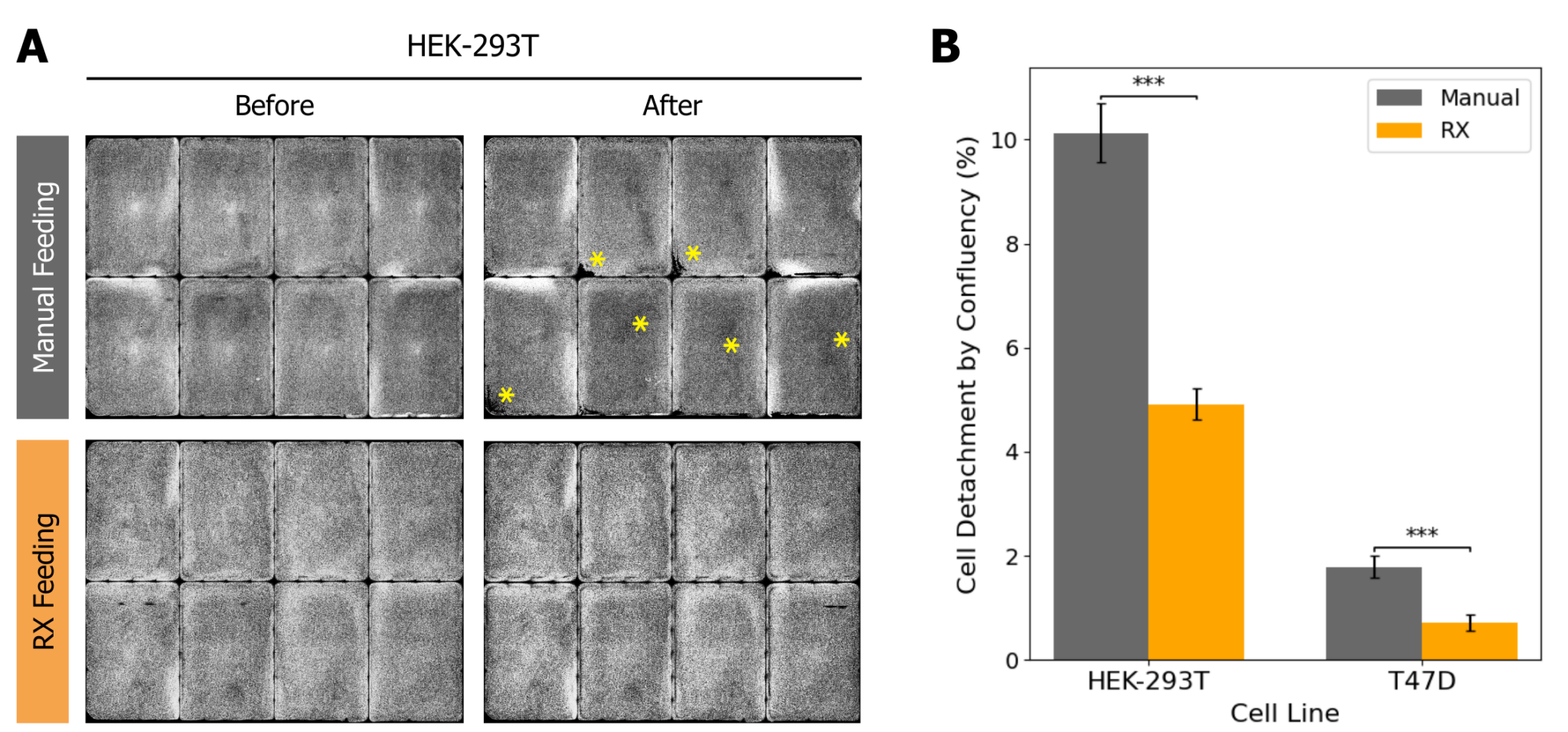 RX media exchange reduces cell detachment